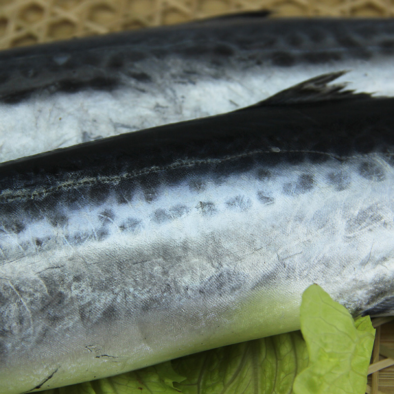 东海野生新鲜海鲜马鲛鱼舟山特产深海鲜水产非冰冷冻大鲅鱼 500g
