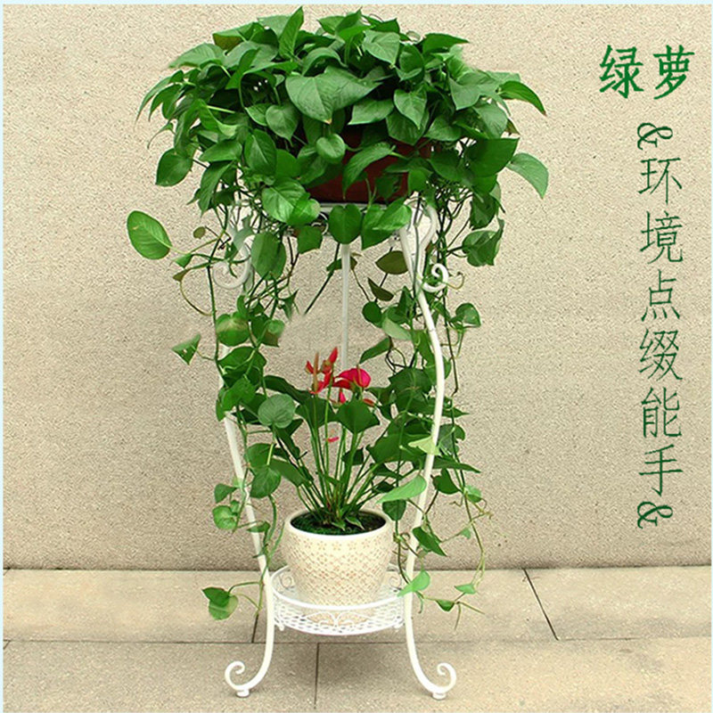 绿萝植物 吊兰 特大号