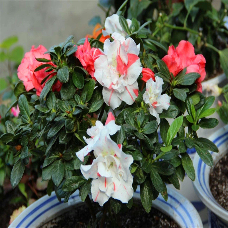 热销杜鹃花干枝 天然干花