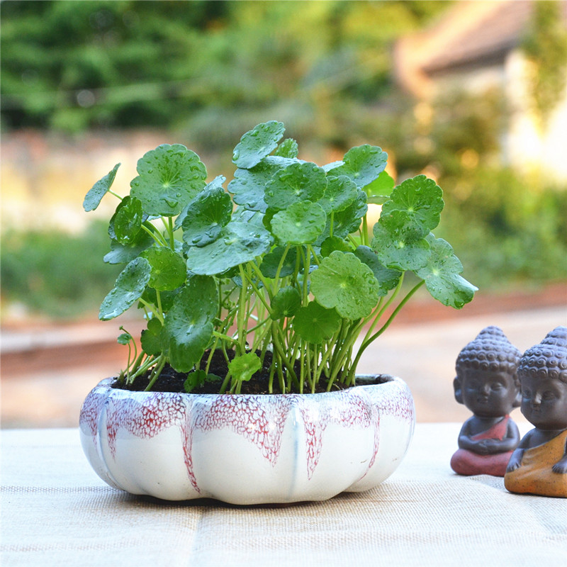 铜钱草水培套餐植物桌面阳台盆栽金钱草花卉室内水养植物净化空气