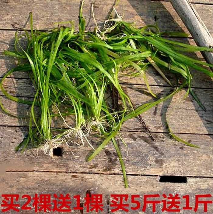 水生植物 鱼缸_水兰苦草苗水草种子水生植物沉水植物鱼缸造景植物草