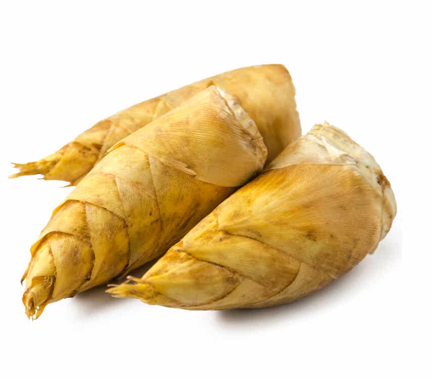 现挖高山野生新鲜冬笋