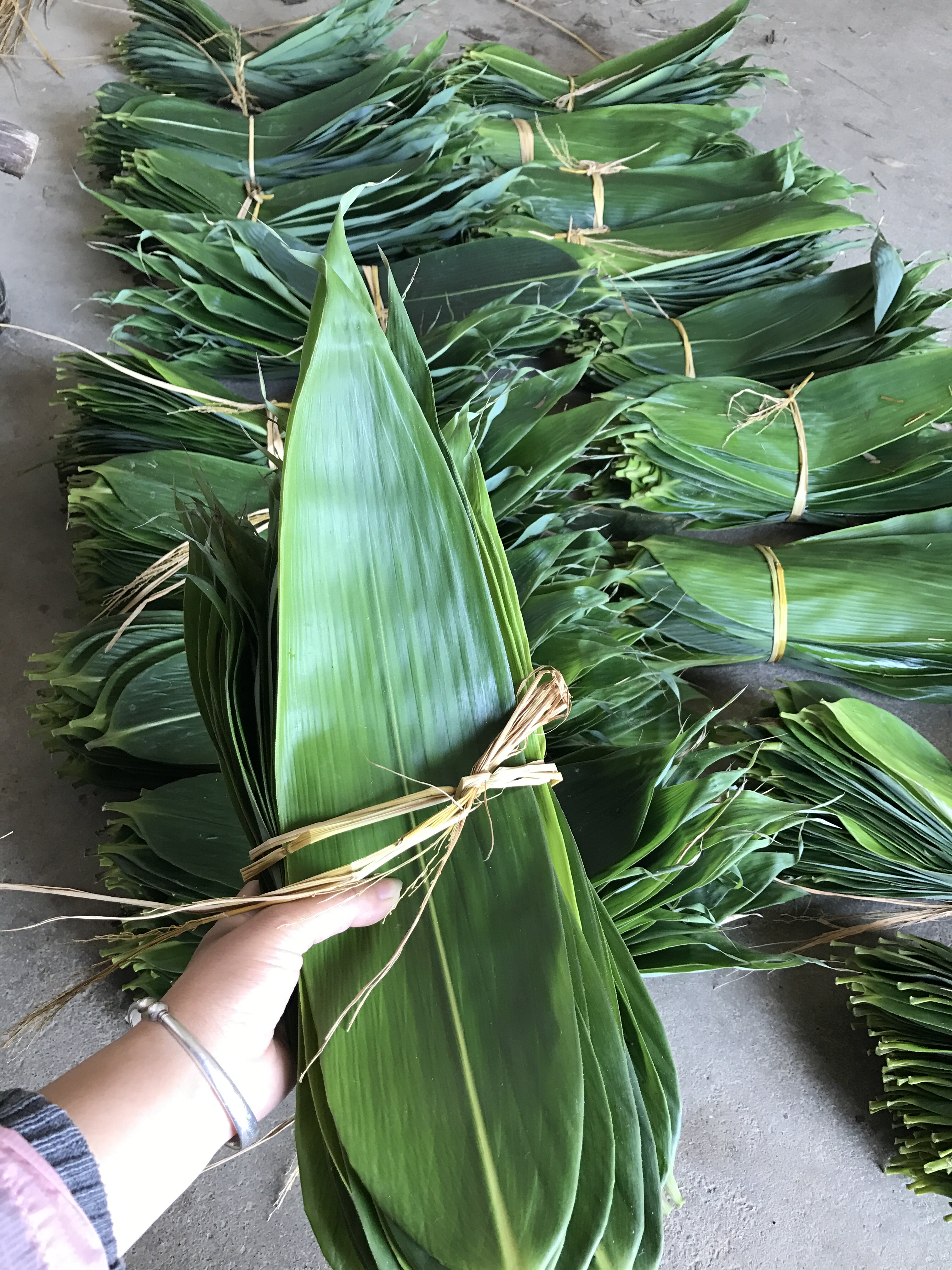 粽子叶新鲜免邮 纯天然