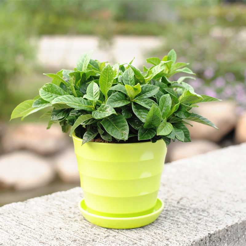 盆栽绿色植物小叶栀子花盆栽 迷你植物小盆栽 带花苞发货 含盆