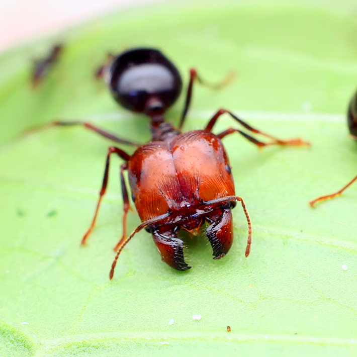 全异巨首蚁p. diversus 宠物蚂蚁活体 蚁后群 蚂蚁工坊 生日礼物 ￥7.