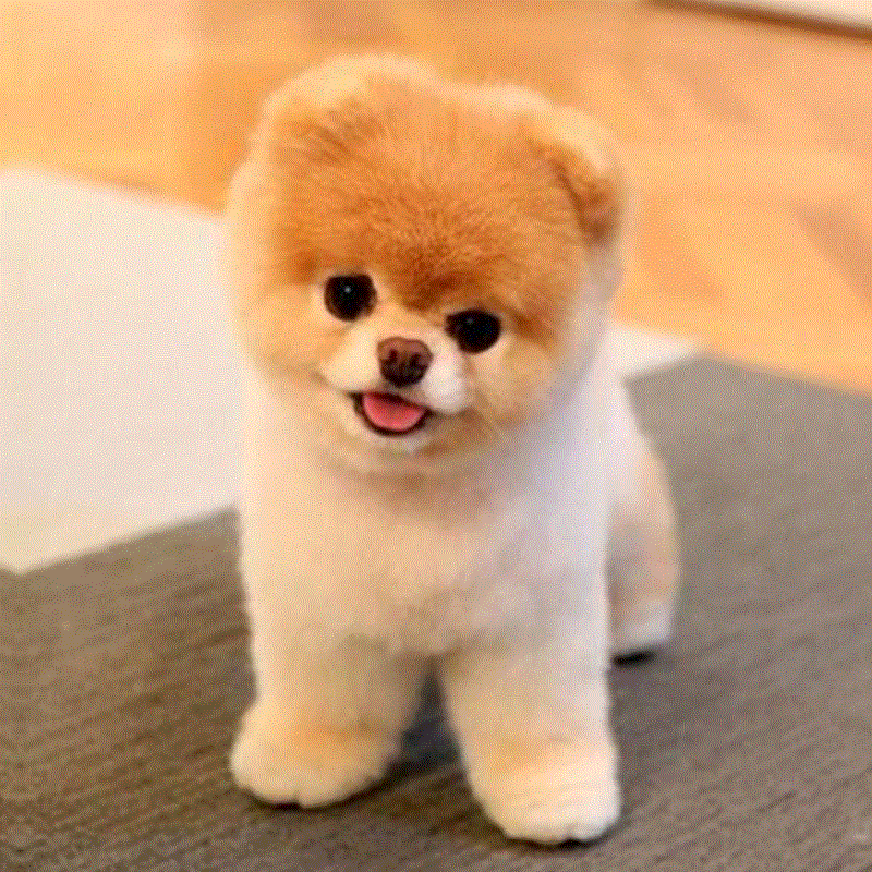 宠物狗_纯种白色哈多利球形博美犬袖珍俊介犬长不大活体茶杯幼犬宠物