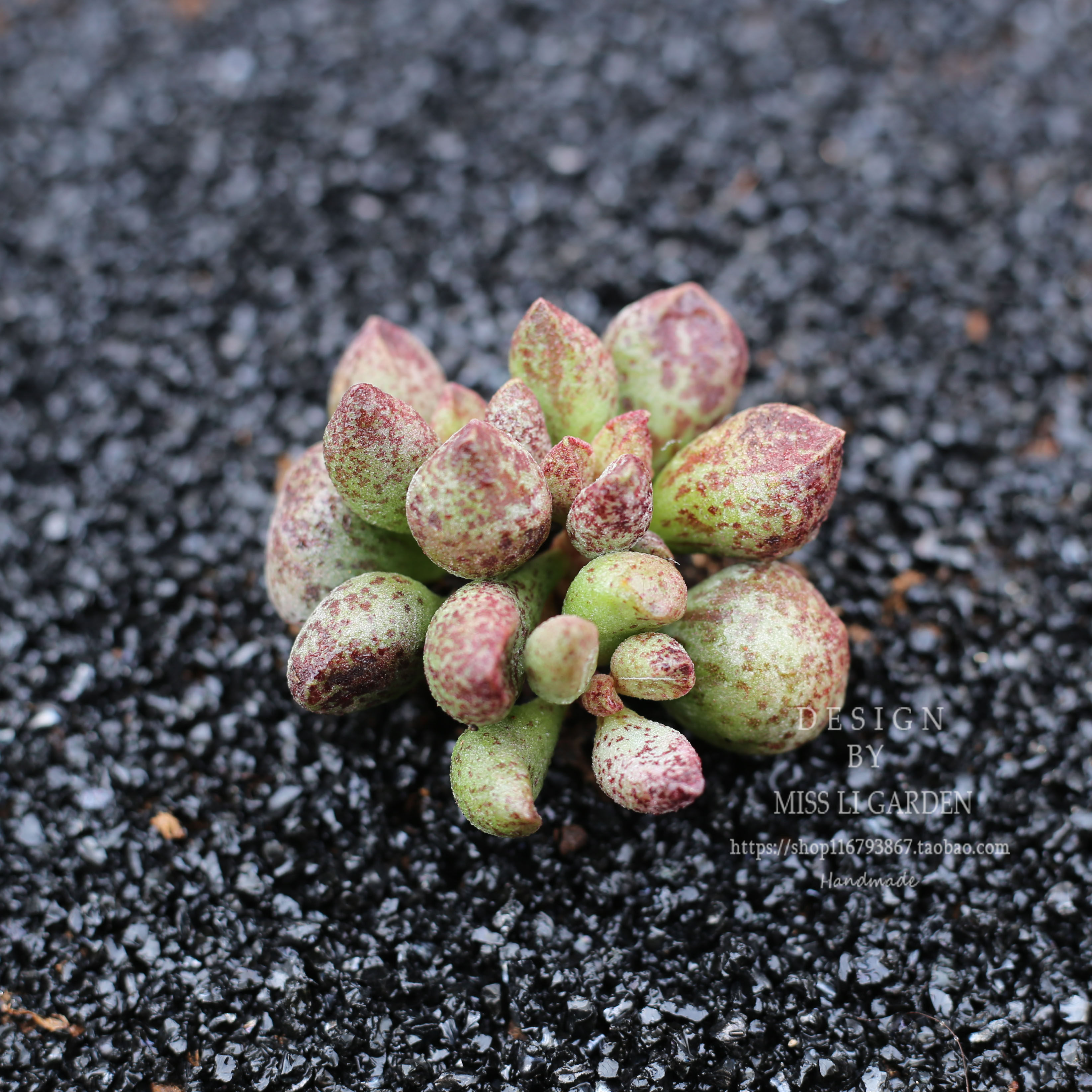 一折玛丽安水泡_多肉植物 玛丽安水泡群生多肉 可爱肉肉 李姑娘的花园