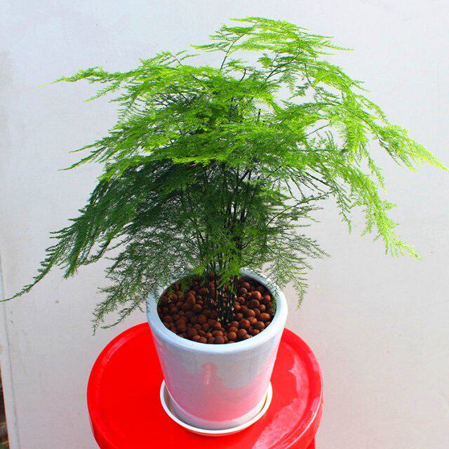 文竹小盆栽 绿色植物 云片松刺天冬云竹杀菌清洁净化空气带盆盆景