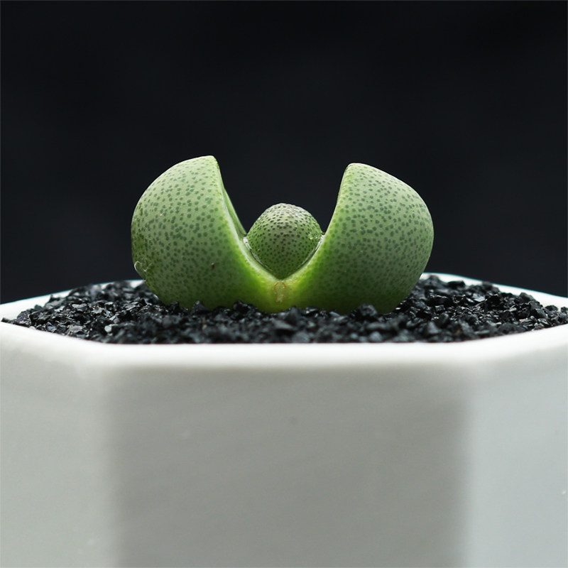 多肉植物这样养,轻松变成肉球!