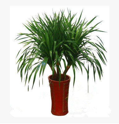 龙须树 多头龙血铁树 室内客厅大型植物盆景 盆栽绿植花卉 吸甲醛_7折