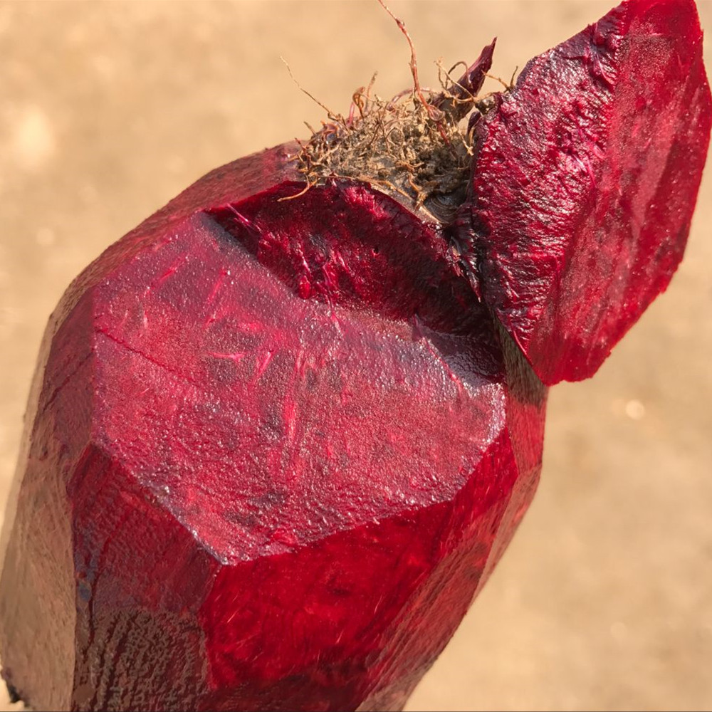 甜菜根 密云新鲜蔬菜菾菜根甜菜紫菜头红菜头火焰菜榨汁400克左右