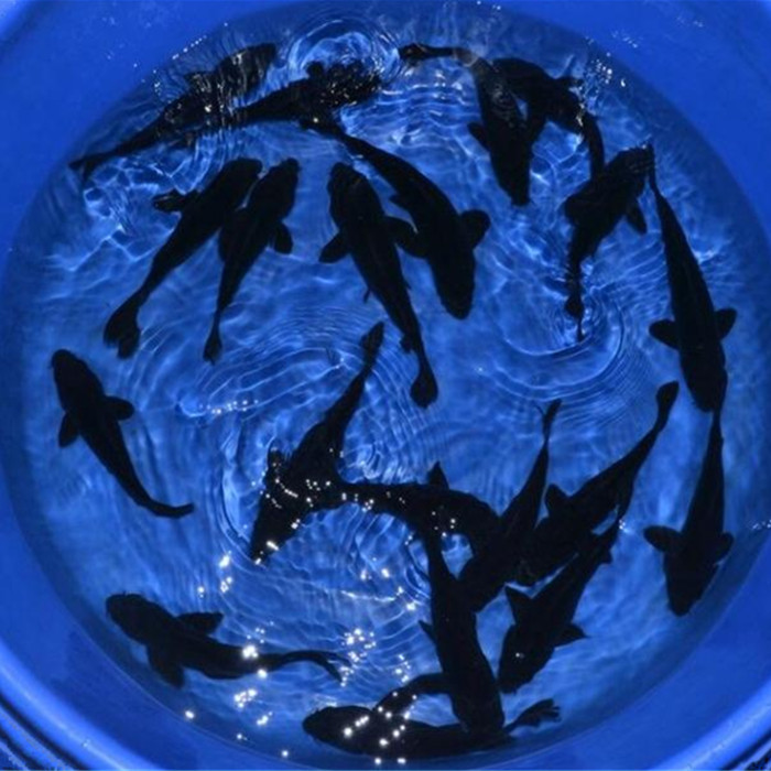 一折黑金鱼_黑金锦鲤鱼冷水观赏鱼活体黑色锦鲤鱼墨黑锦鲤鱼风水鱼