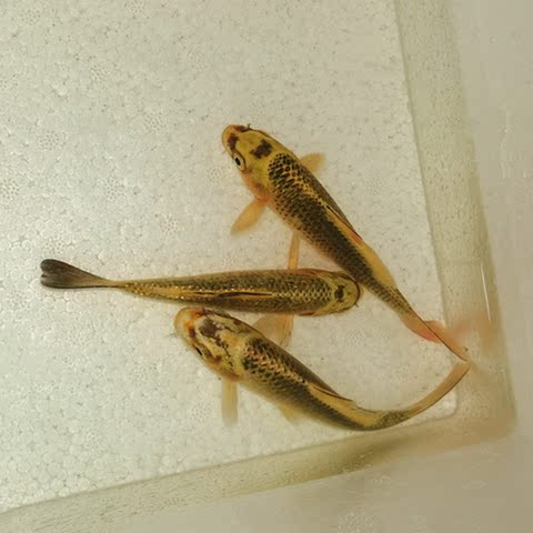 松叶锦鲤鱼活体淡水鱼风水鱼观赏锦鲤鱼包邮金松叶银松叶孔雀锦鲤