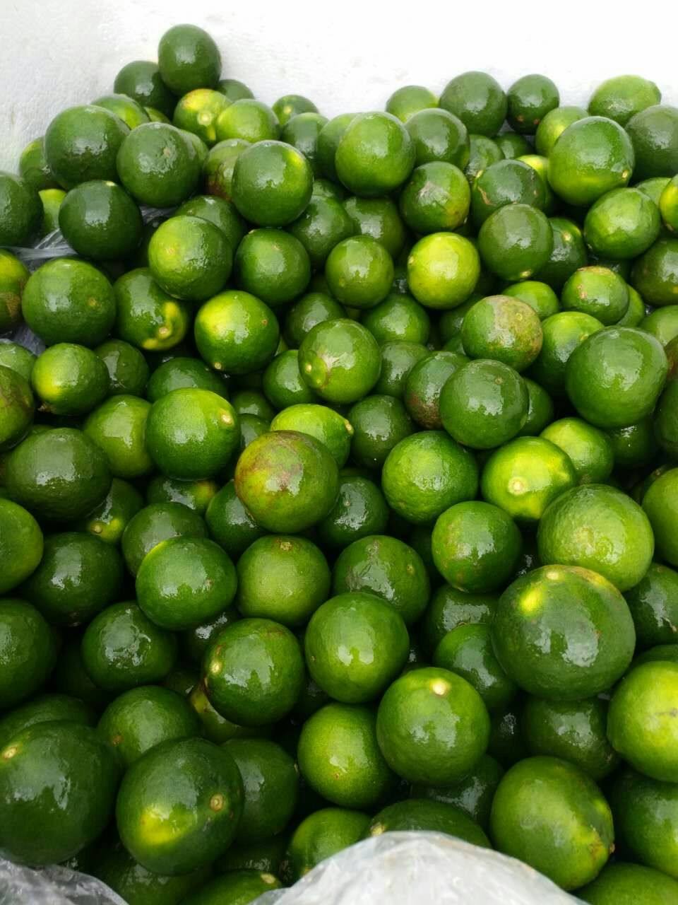 越南小柑桔金桔 小青柑 新会四会柑做柑普茶用 3.5-4.8cm