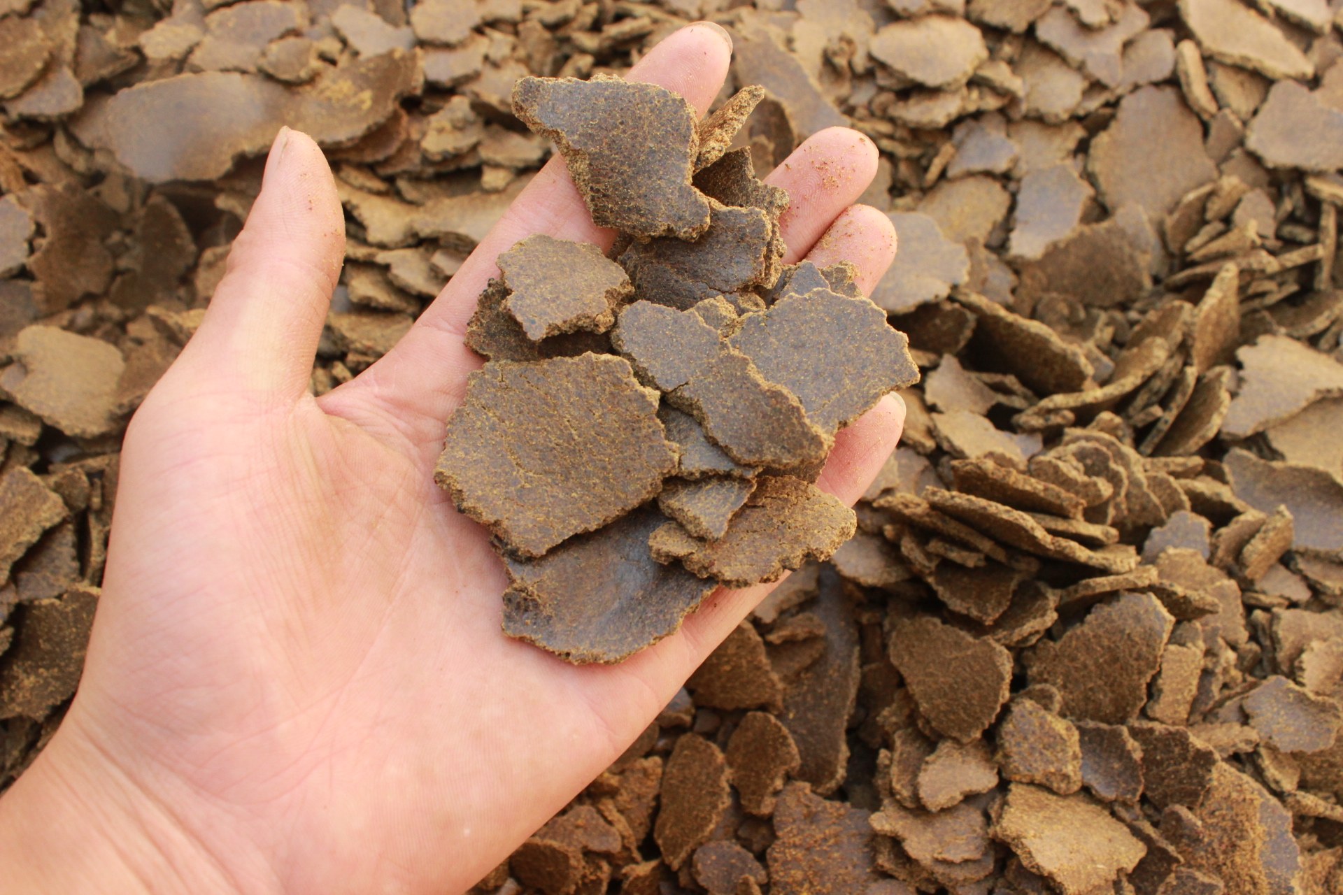菜籽饼肥料钓鱼打窝配料油枯鱼饵诱鱼有机蔬菜用饼肥豆饼钓鱼包邮