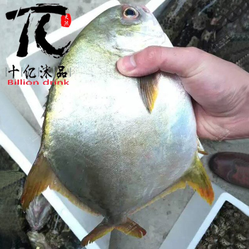 热销大金野_1斤价格野生新鲜冷冻水产大金鲳鱼鲳鳊鱼黄腊金鲳鱼昌鱼当