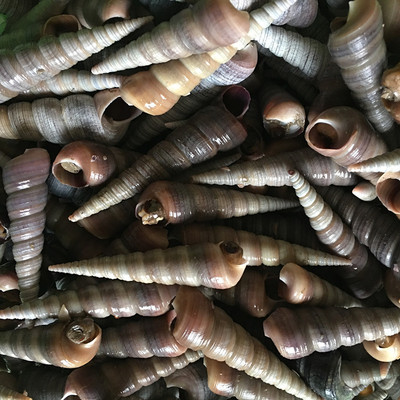 鲜活钉螺野生海螺丝新鲜锥螺连云港海鲜水产海锥5斤包邮