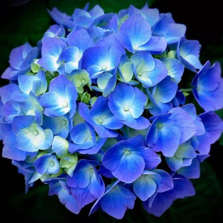 家庭园艺花卉之——蓝色系列