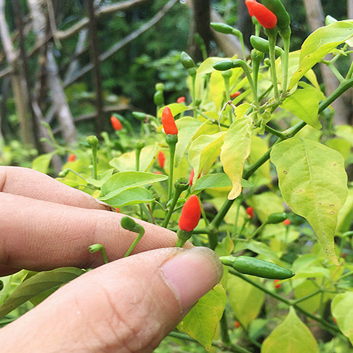 小米路由器hd 1t