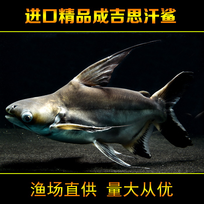 特价观赏鱼活体 淡水_热带观赏鱼成吉思汗鲨大白鲨鱼汗鲨淡水活体鱼