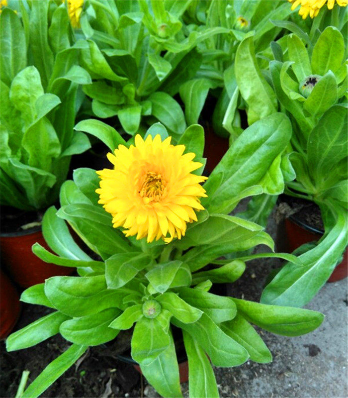 金盏菊花盆栽黄金玛格丽特可泡茶消炎醒酒行气活血万寿菊花卉耐寒