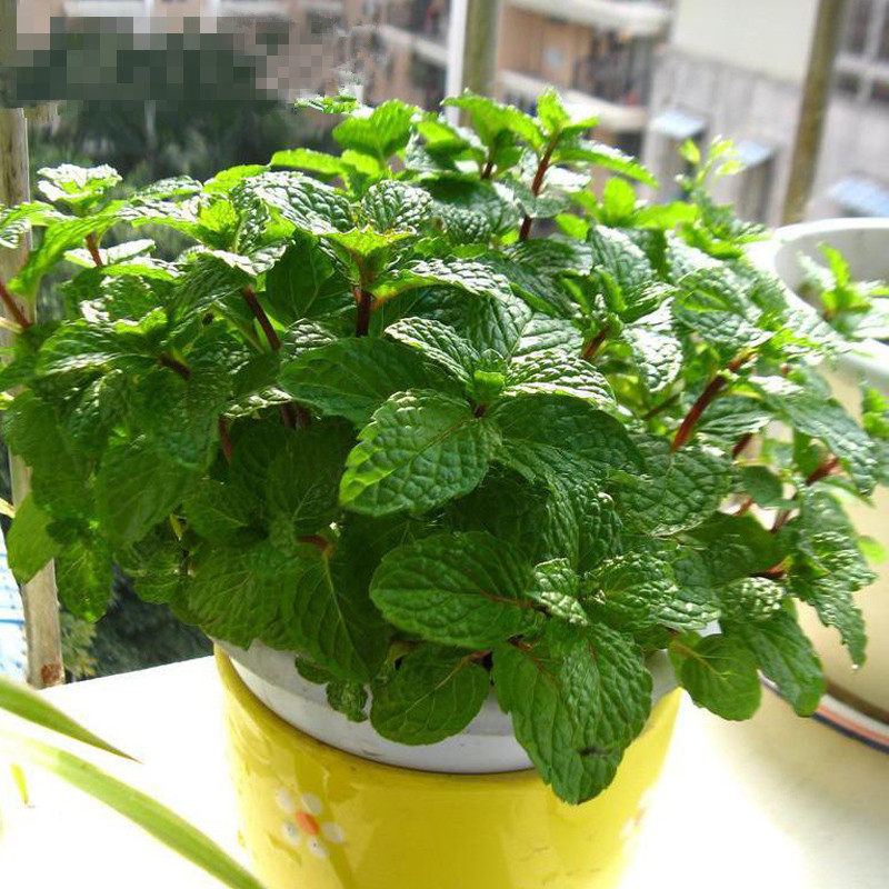 种子盆栽_满10元包邮 留兰香薄荷种子 绿薄荷 食用薄荷盆栽植物 阳台