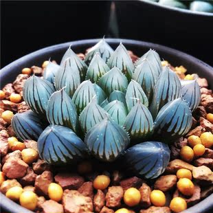 春盛多肉 绘卷毛玉露 十二卷属毛玉露 6-7公分