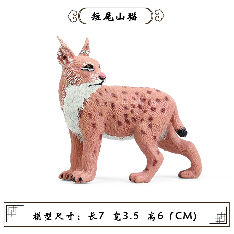 【拿破仑短腿猫图片价格】2019最新拿破仑短