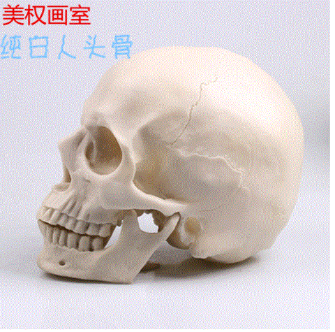 艺用人体肌肉骨骼解剖结构模型美术 参考医用头骨胸像