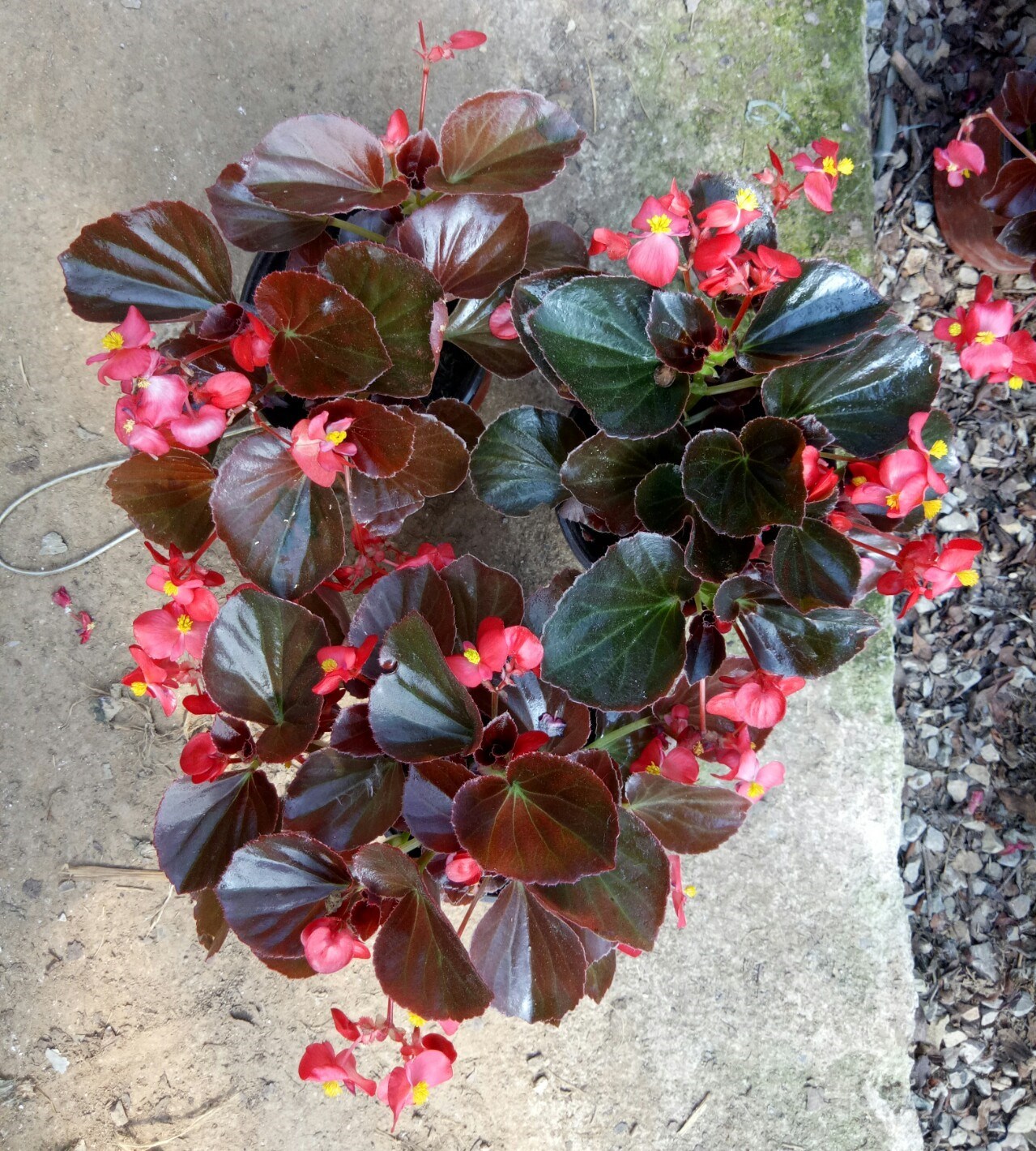 特价玻璃翠植物花_四季海棠花盆栽包邮植物室内四季开花玻璃翠鲜花