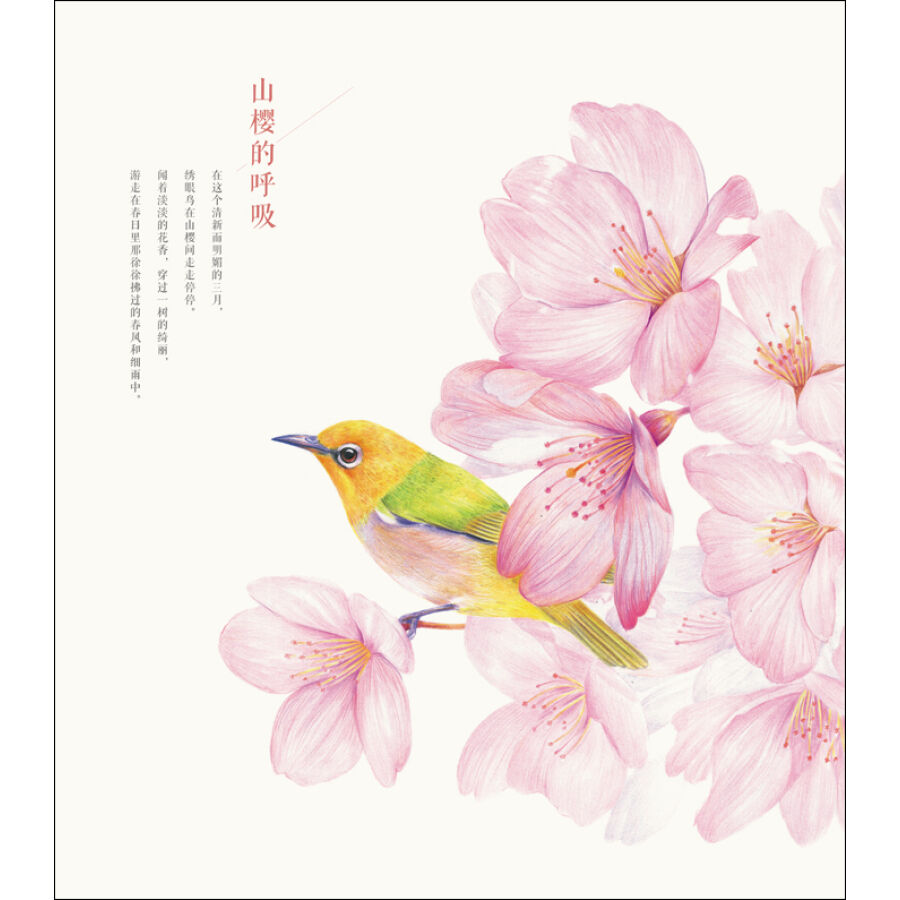 正版包邮 莳花绘花鸟 飞乐鸟彩铅绘画书 色铅笔花鸟绘技法 彩铅画自学