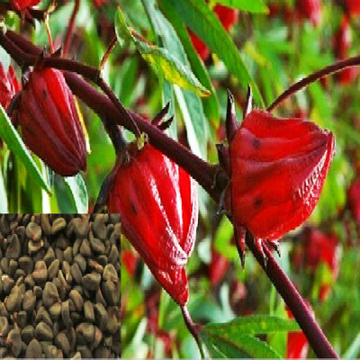 洛神花种子_【洛神花种子】红桃k种子 玫瑰茄 花草茶种子 春播种子