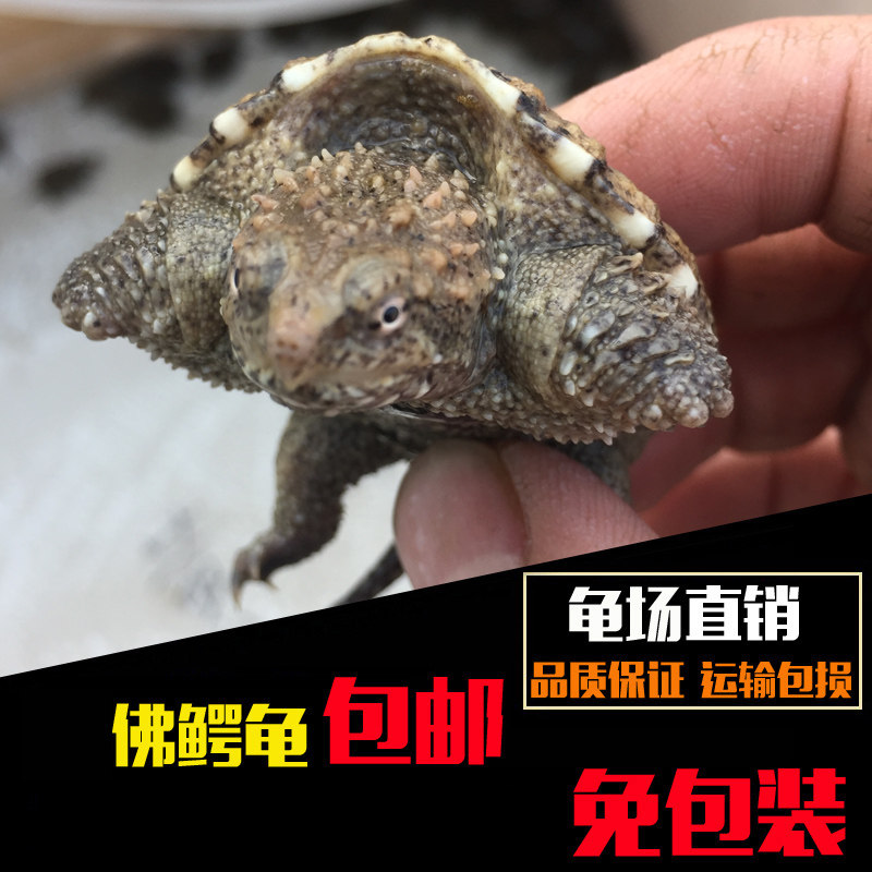 宠物活体 小鳄龟_小鳄龟苗宠物活体爆刺纯佛鳄龟 大鳄杂佛北美鳄鱼龟