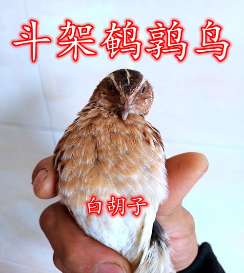 包邮 斗架鹌鹑鸟活体鹌鹑繁殖用种鹌鹑青年鹌鹑活体宠物手玩鸟   现价