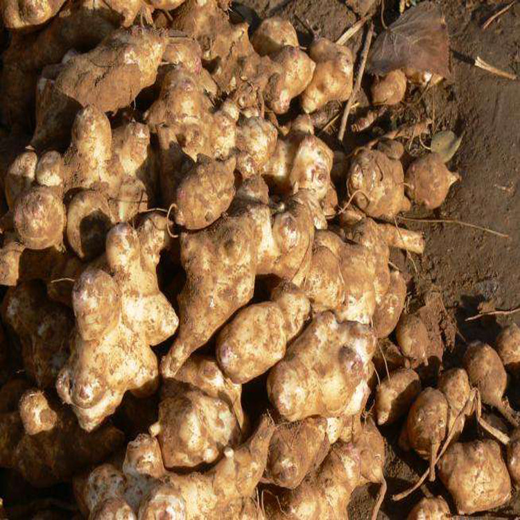 一折农产品 土特产_玛态洋姜干洋鬼子姜片食品滋补农家产品土特产绿色