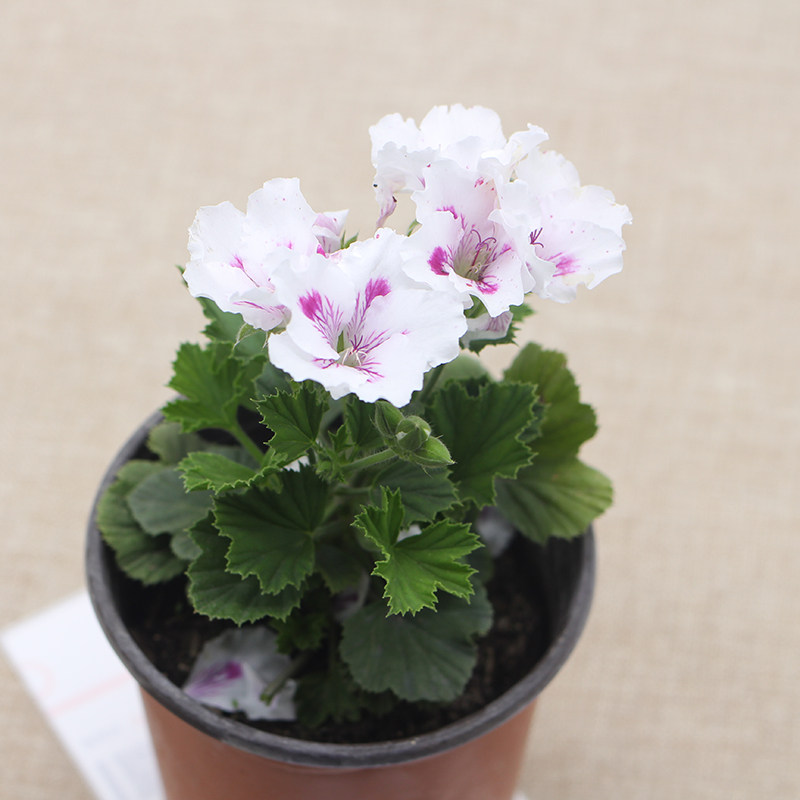 大花天竺葵盆栽