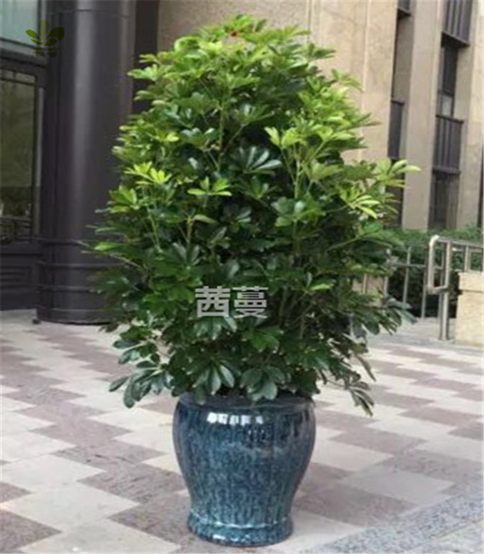 鸭脚木招财佛手大型绿植盆栽天津实体苗圃专人配送