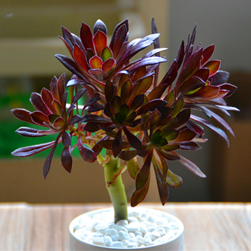 包邮 多肉植物黑法师多肉老桩办公室盆景室内肉肉多头黑法师盆栽