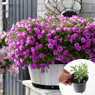 百万小铃doroq多洛库百万小玲舞春花盆栽重瓣垂吊【种苗】