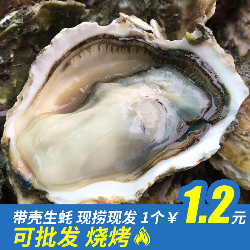 生蚝_现场捕捞井州生蚝 带壳1个1.