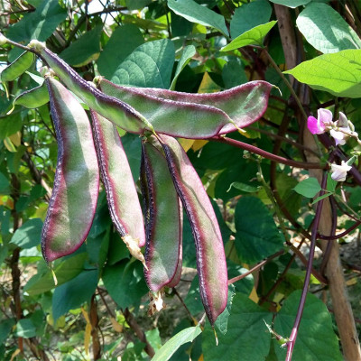 盆栽蔬菜种子秋季种茶豆红边扁豆种子眉豆种子地栽四季播蔬菜种子
