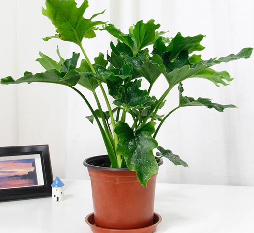 客厅大_春羽 室内庭院大盆栽绿化植物 龙鳞杆水培花卉 客厅大叶四季