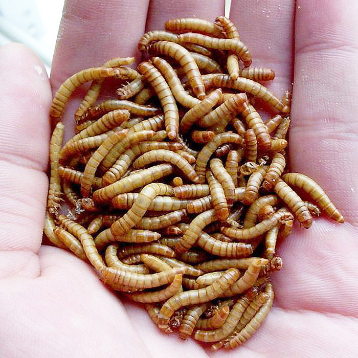 特价宠物活体鸟_面包虫黄粉虫活体活食物宠物零食鹦鹉鸟饲料虫仓鼠龙