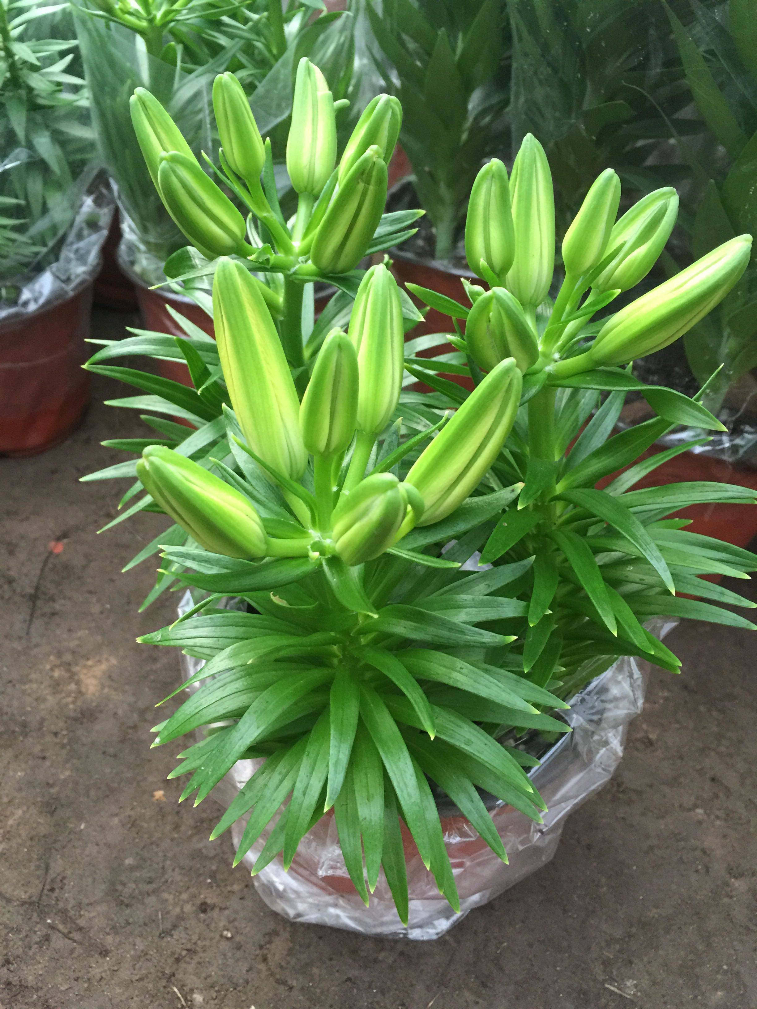 香水百合花苗室内外盆栽成品大苗带花苞原盆原土发货四季开花植物