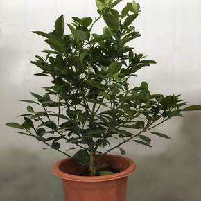 小树苗铅笔产地