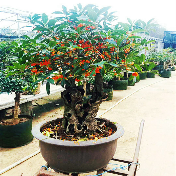 桂花树苗 四季桂_【山东直销】桂花树苗盆栽金桂浓香花卉盆景天香台阁