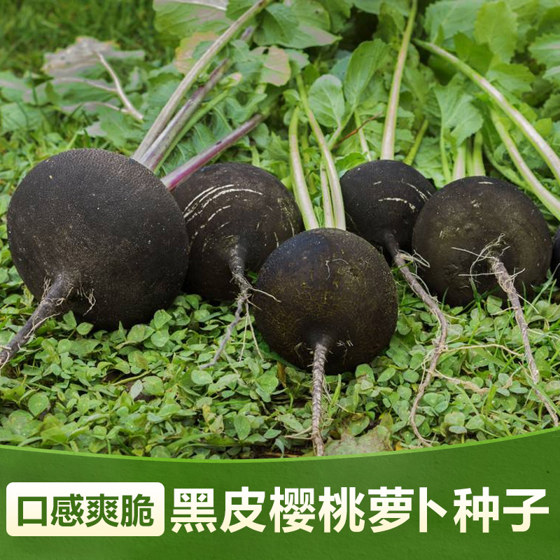 樱桃萝卜种籽意大利原装进口水果萝卜种秋季四季小萝卜黑皮白肉优惠券