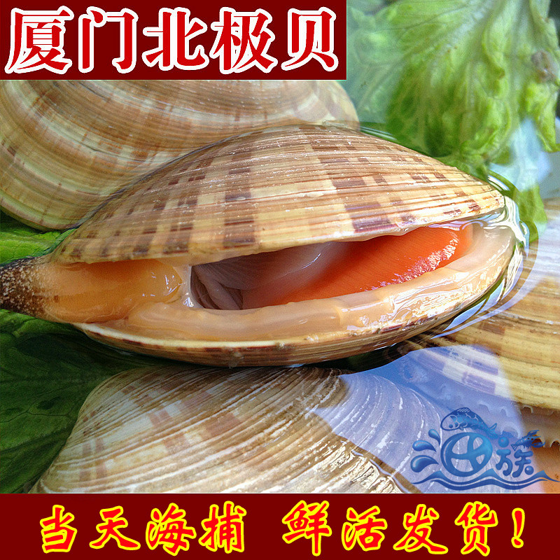 鲜活北极贝 新鲜北极贝 活北极贝 野生刺身北极贝 带壳约160克1只