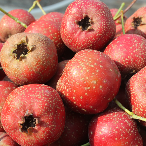 特价山楂果 新鲜