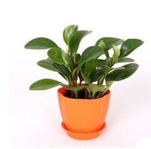 【小家碧玉花】_小家碧玉花图片